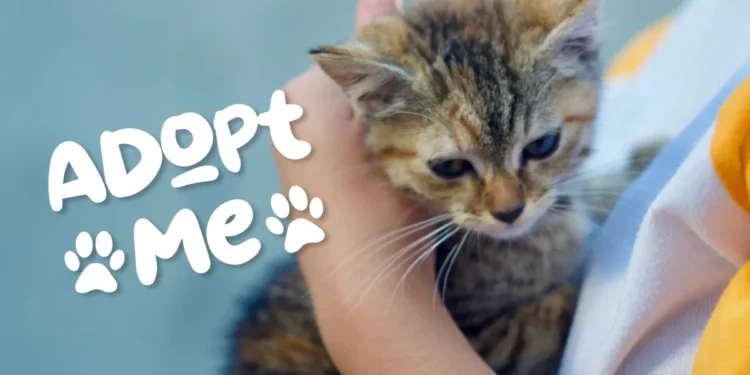 Cat Adoption Event Glencoe Ontario